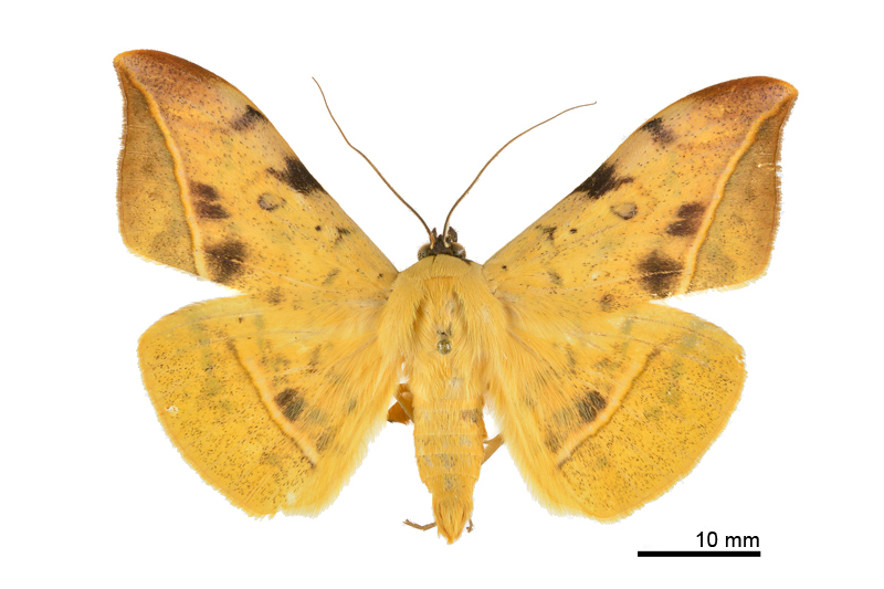 Hamodes propitia Male